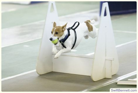 piper-flyball.jpg